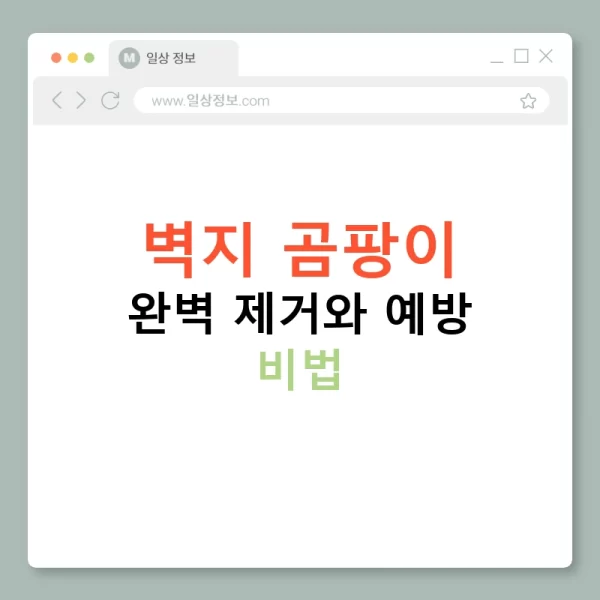 벽지 곰팡이 완벽 제거와 예방 비법